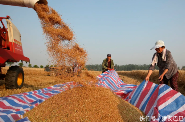 全国炒股配资门户 油价跌猛了！5月2日：调价后92,95号汽油价格，麦价上涨踩刹车